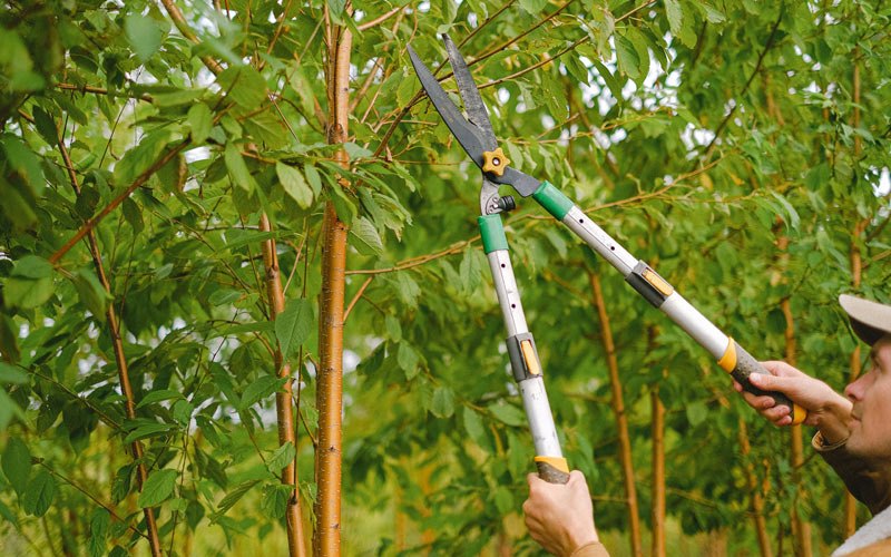 Tree trimming in Dodgeville, WI
